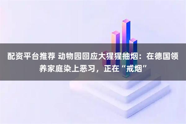配资平台推荐 动物园回应大猩猩抽烟：在德国领养家庭染上恶习，正在“戒烟”